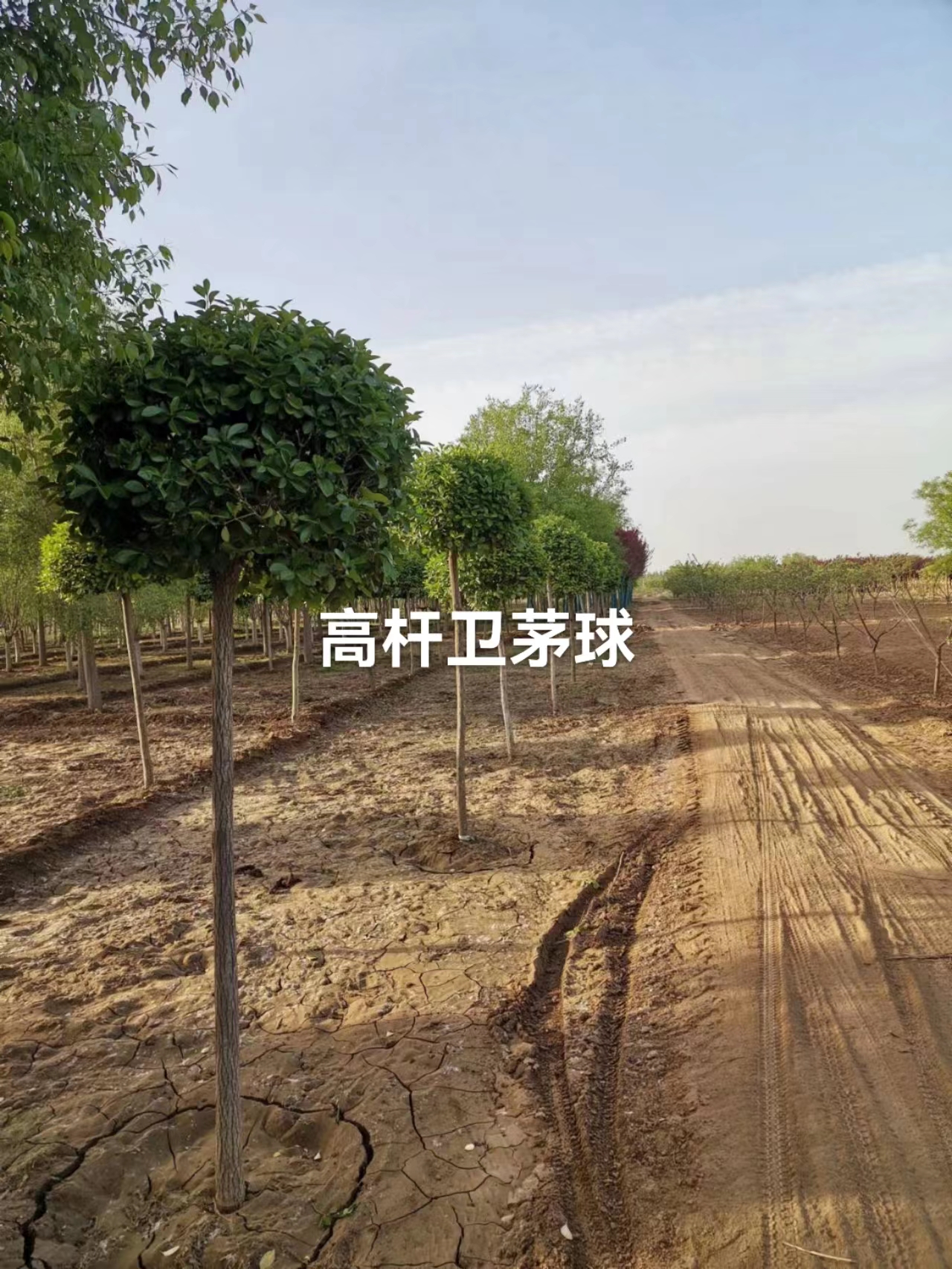 基地批發(fā)高桿衛(wèi)矛球 高桿衛(wèi)矛球直銷