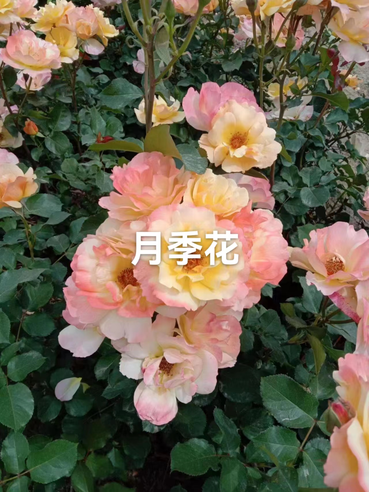 河北基地批發(fā)月季花