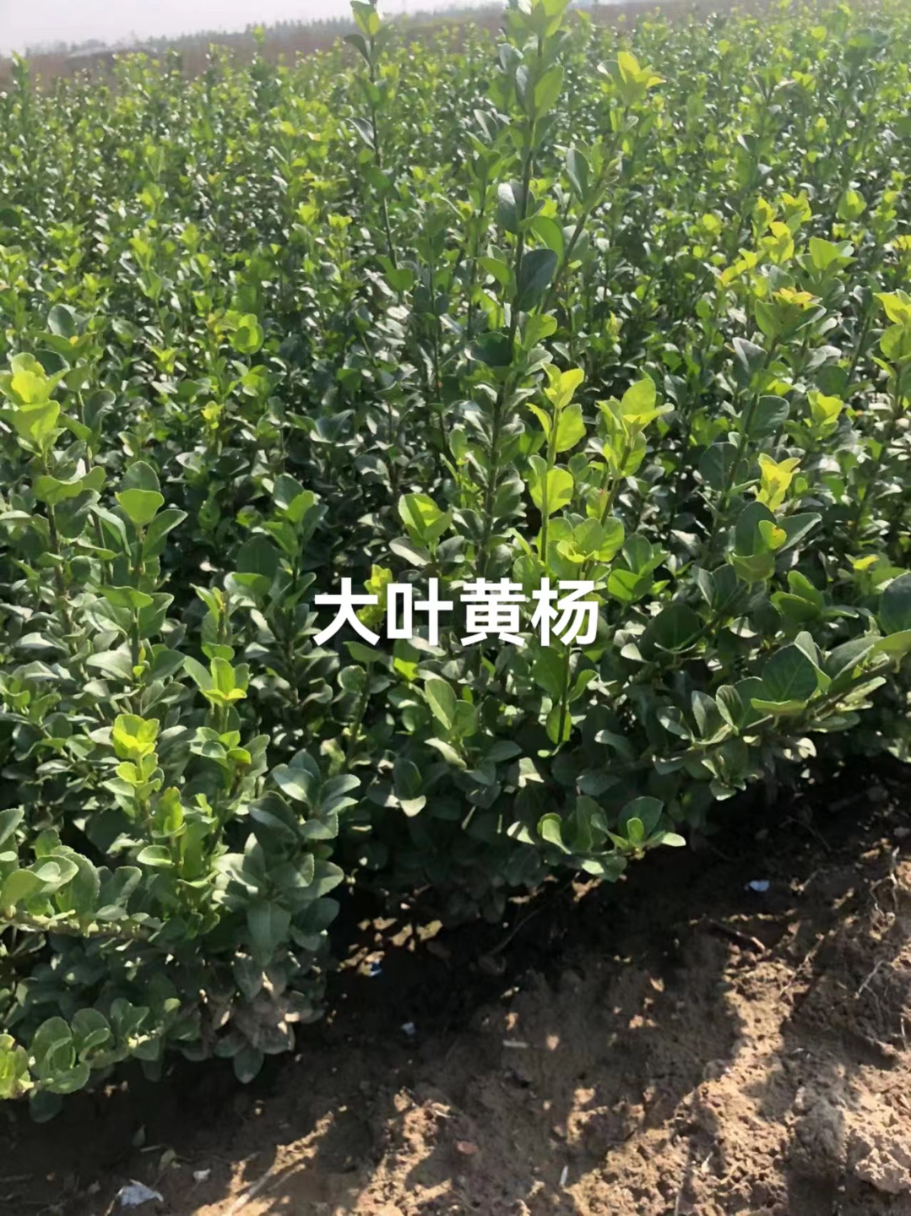 河北基地批發(fā)大葉黃楊 大葉黃楊批發(fā)