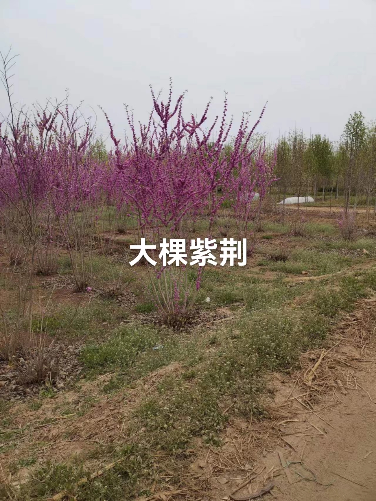 河北大棵紫荊生產(chǎn)基地