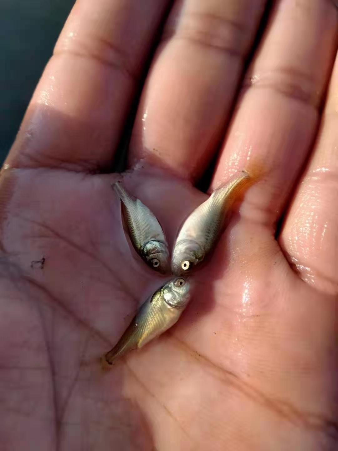 河南魚苗 鄭州魚苗 鯉魚苗 寸片 草魚苗 白鰱苗 花鰱苗 鯰魚等各種淡水魚苗批發(fā)價格