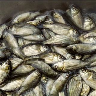 河南魚苗 鄭州魚苗 鯉魚苗 寸片 草魚苗 白鰱苗 花鰱苗 鯰魚等各種淡水魚苗批發(fā)價格