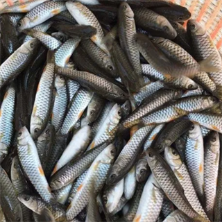 魚苗放生河南大型魚廠供應(yīng)各類淡水魚苗 鯉魚苗 青魚苗 草魚苗 白鰱苗花鰱苗等批發(fā)價格