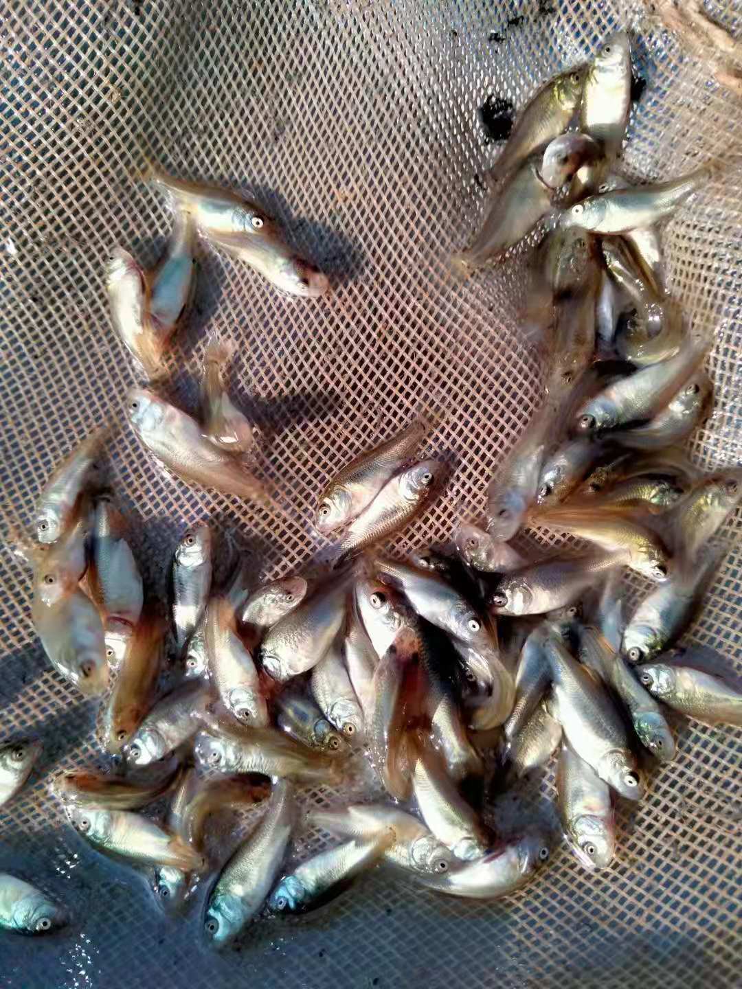 河南魚苗 鄭州魚苗 鯉魚苗 寸片 草魚苗 白鰱苗 花鰱苗 鯰魚等各種淡水魚苗批發(fā)價格