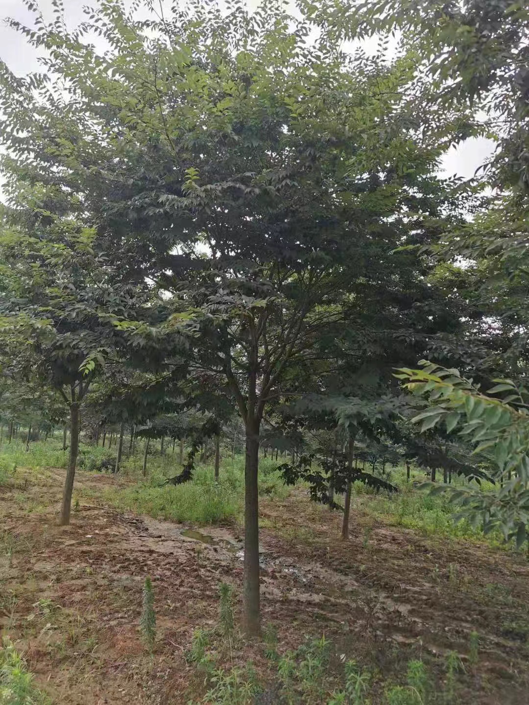 櫸樹報價  櫸樹價格表