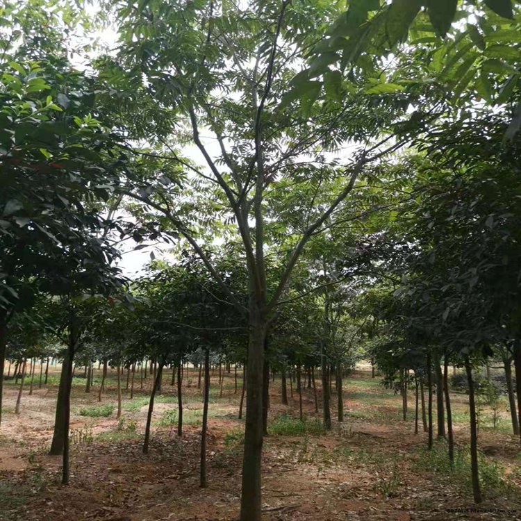 七葉樹哪里好  七葉樹廠家報價