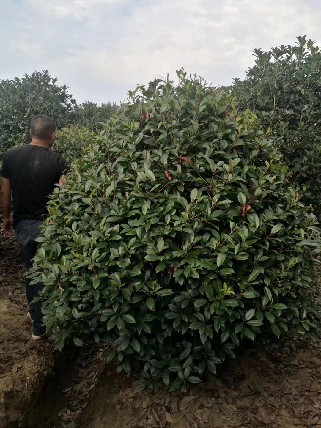 紅葉石楠 紅葉石楠球 紅葉石楠基地