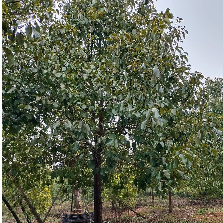 香樟哪里便宜 香樟哪里有賣 香樟樹