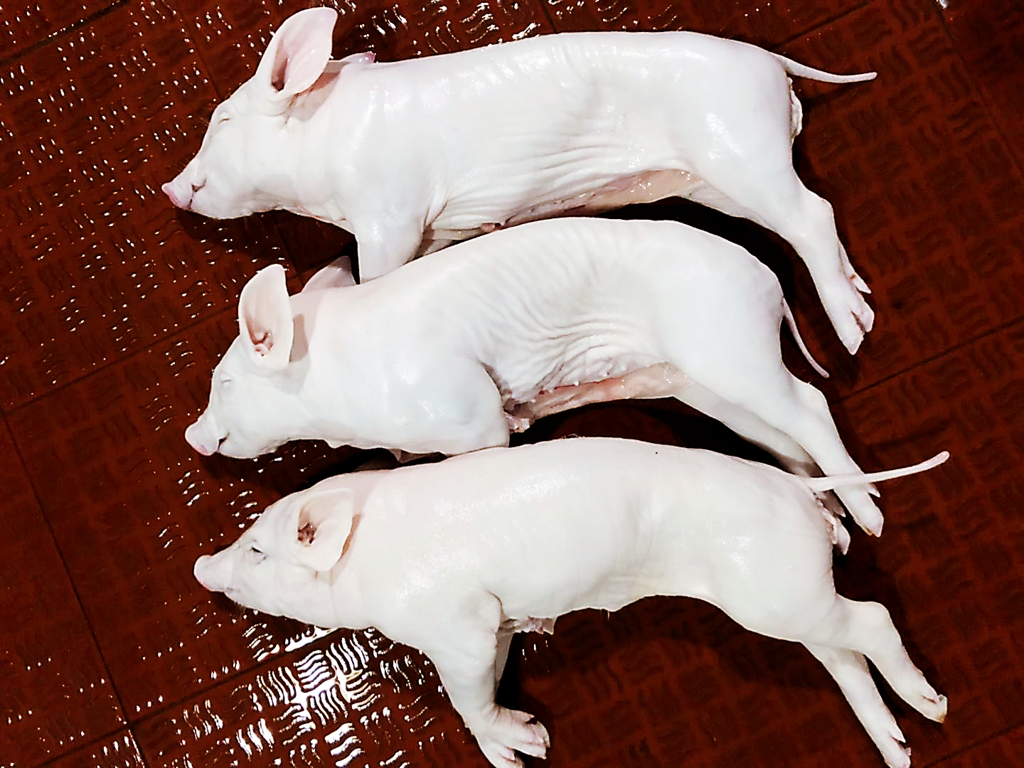 佛山新鮮乳豬大量批發(fā)