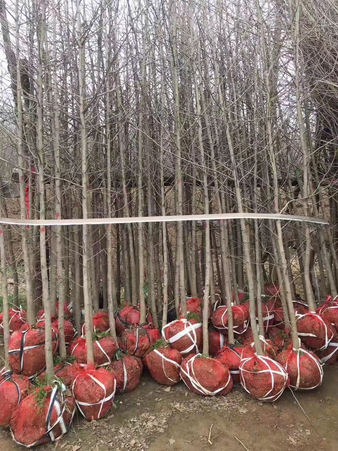 山東銀杏樹苗基地，銀杏樹苗批發(fā)，銀杏樹苗價錢（山東迎瑞園林綠化工程有限公司）