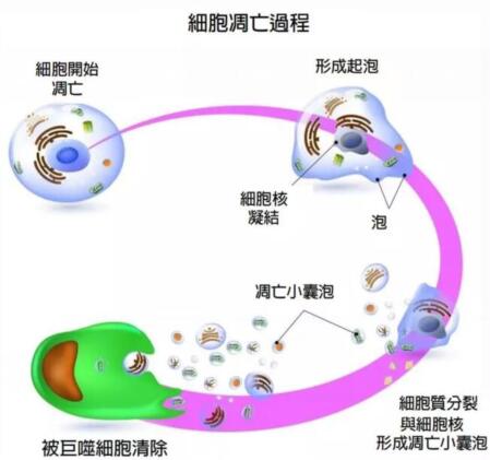 易美塑增肌減脂無(wú)創(chuàng)纖體塑形儀