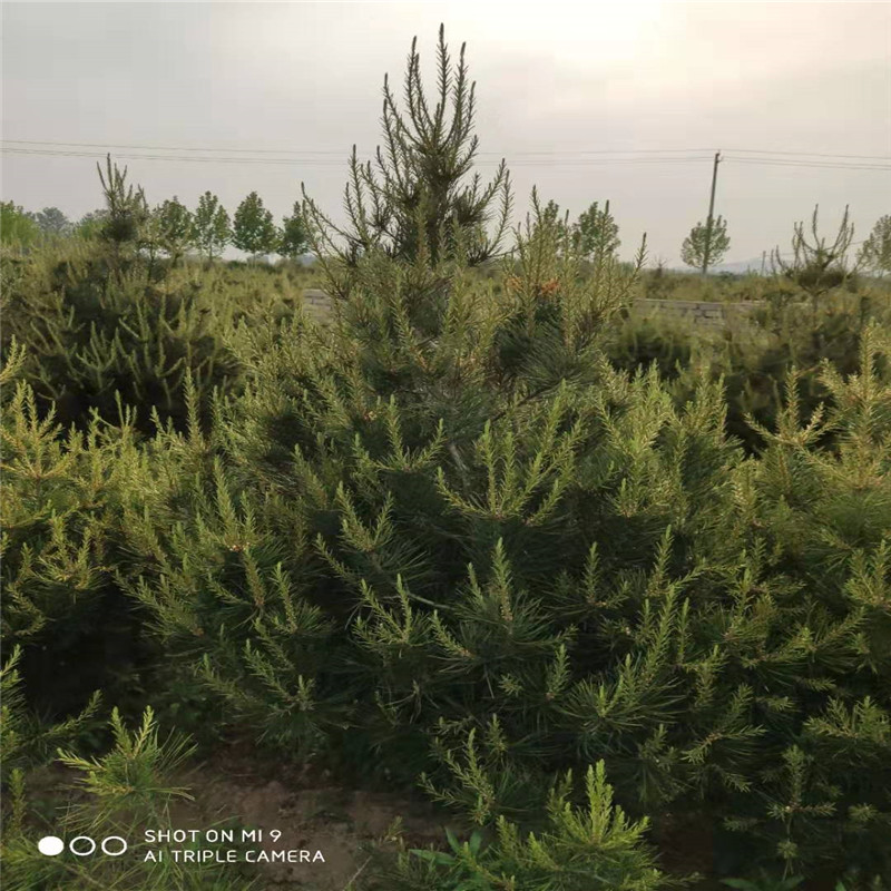 山東 2米白皮松基地及價(jià)格