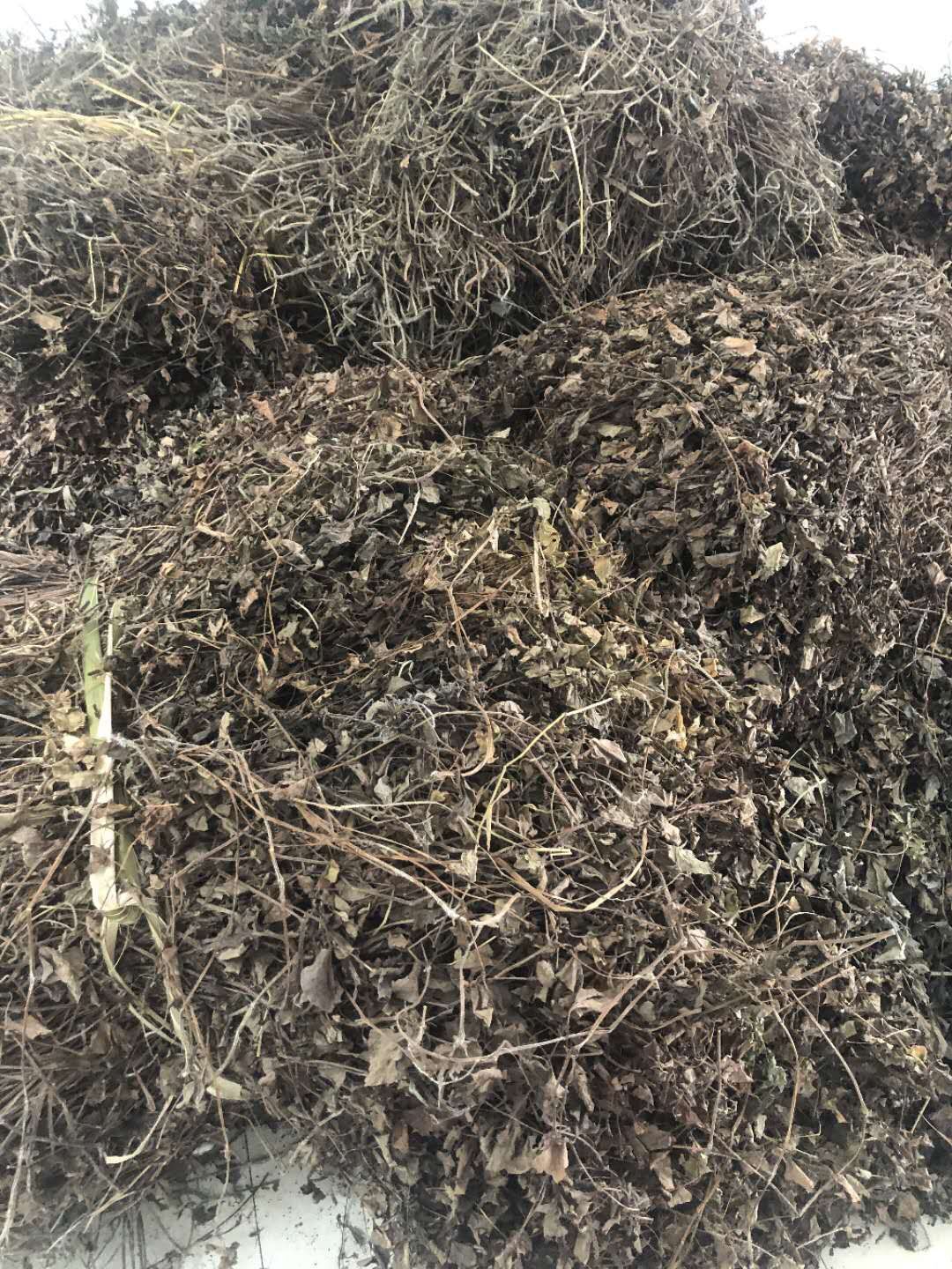 供應(yīng)湖北魚腥草恩施山區(qū)干貨魚腥草折耳根 湖北魚腥草干貨魚腥草