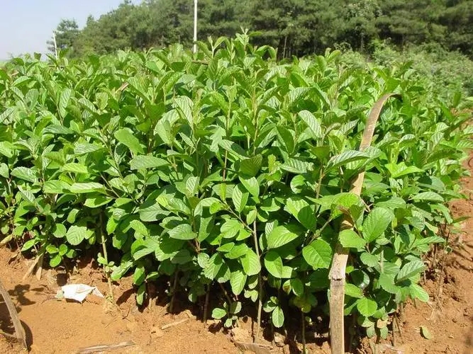 江南榿木杯苗生產(chǎn)基地、江南杞木袋苗價格、江南榿木水冬瓜袋苗