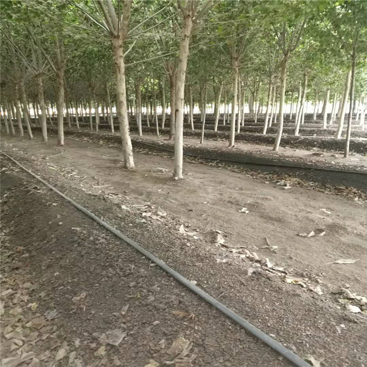 蚯蚓土廠家供應_報價_廠家【石家莊苗愛發(fā)生態(tài)農(nóng)業(yè)科技有限公司】
