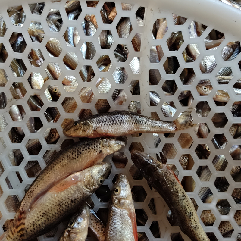 淡水魚收貨電話 長(zhǎng)年收翹嘴魚 紅尾魚 麻鰱魚 大小白魚 吉林淡水魚收商電話