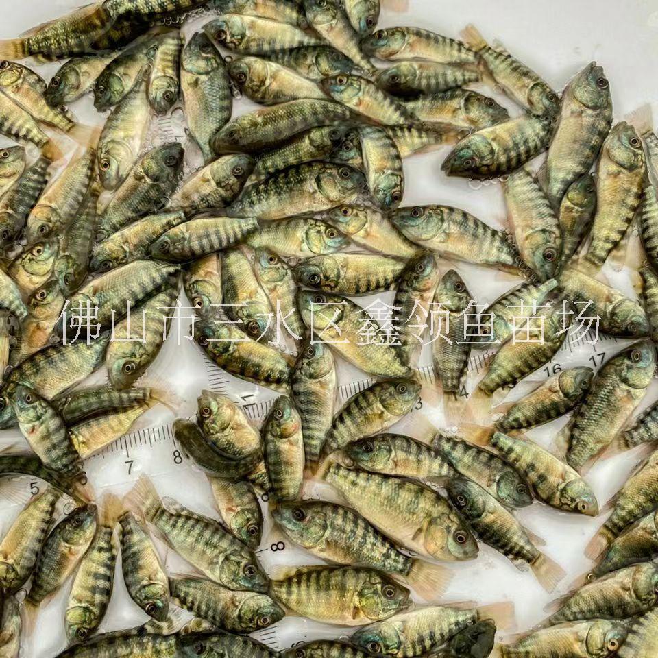 羅非魚/廣西脆肉羅非魚苗出售/廣西南寧海南一號羅非魚苗養(yǎng)殖場/廣西青寶路羅非魚苗批發(fā)/廣西脆肉羅非魚養(yǎng)殖條件