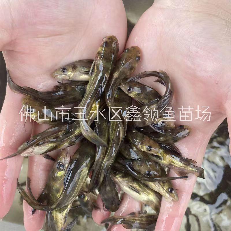 黃顙魚/廣西黃骨魚苗出售/廣西南寧黃顙魚苗養(yǎng)殖場(chǎng)/廣西黃骨魚苗批發(fā)/廣西黃骨魚養(yǎng)殖條件/黃骨魚