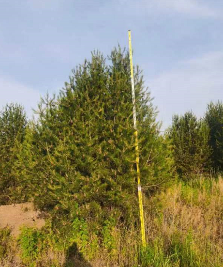 綠化1米1.8米2米-2.5米白皮松苗 白皮松樹苗基地 樹型優(yōu)美  源新苗木種植銷售苗圃批發(fā)