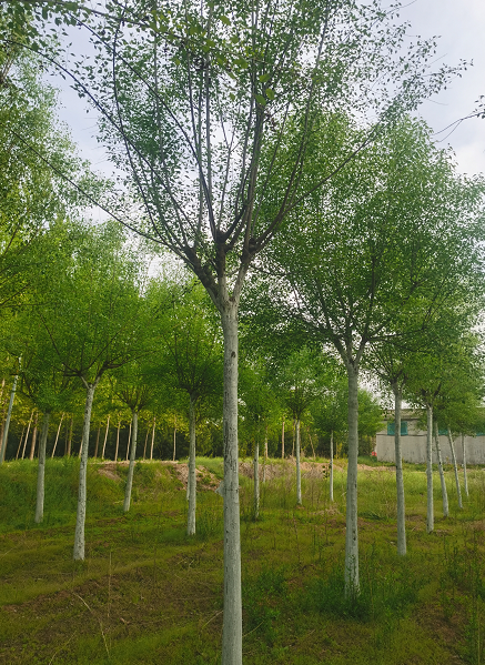 絲棉木種植基地 二喬苗木樹苗 落葉喬木觀賞綠化行道樹