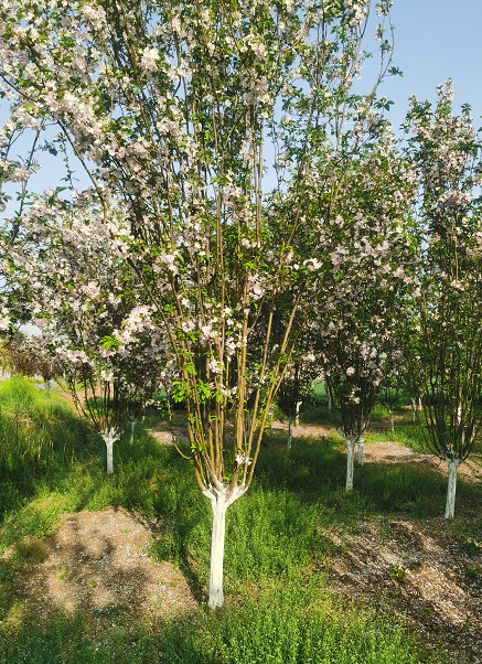 綠化苗木西府海棠 街道觀賞樹 園林景觀行道樹