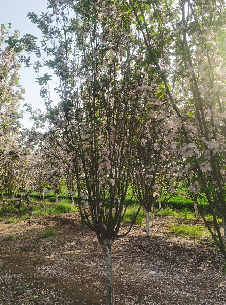 綠化苗木西府海棠 街道觀賞樹 園林景觀行道樹