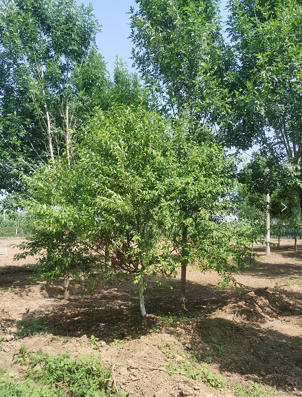 12公分紅葉碧桃景區(qū)造景 行道點綴庭蔭綠化樹 菊花碧桃