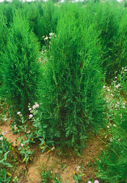 側(cè)柏小苗批發(fā)基地 園林綠化植物側(cè)柏價(jià)格