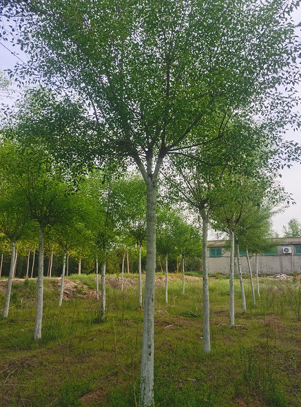 絲棉木種植基地 二喬苗木樹苗 落葉喬木觀賞綠化行道樹