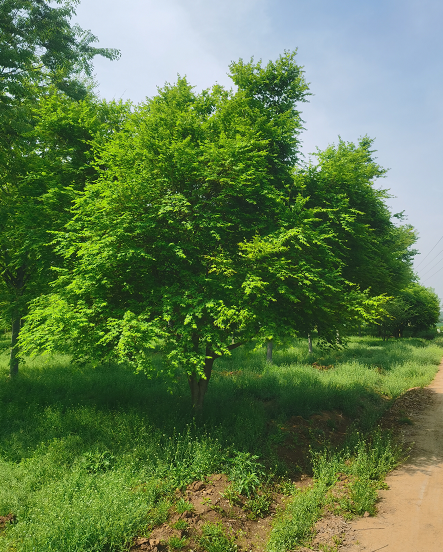 園林基地雞爪槭 綠化樹(shù)種適應(yīng)性強(qiáng)易生長(zhǎng)