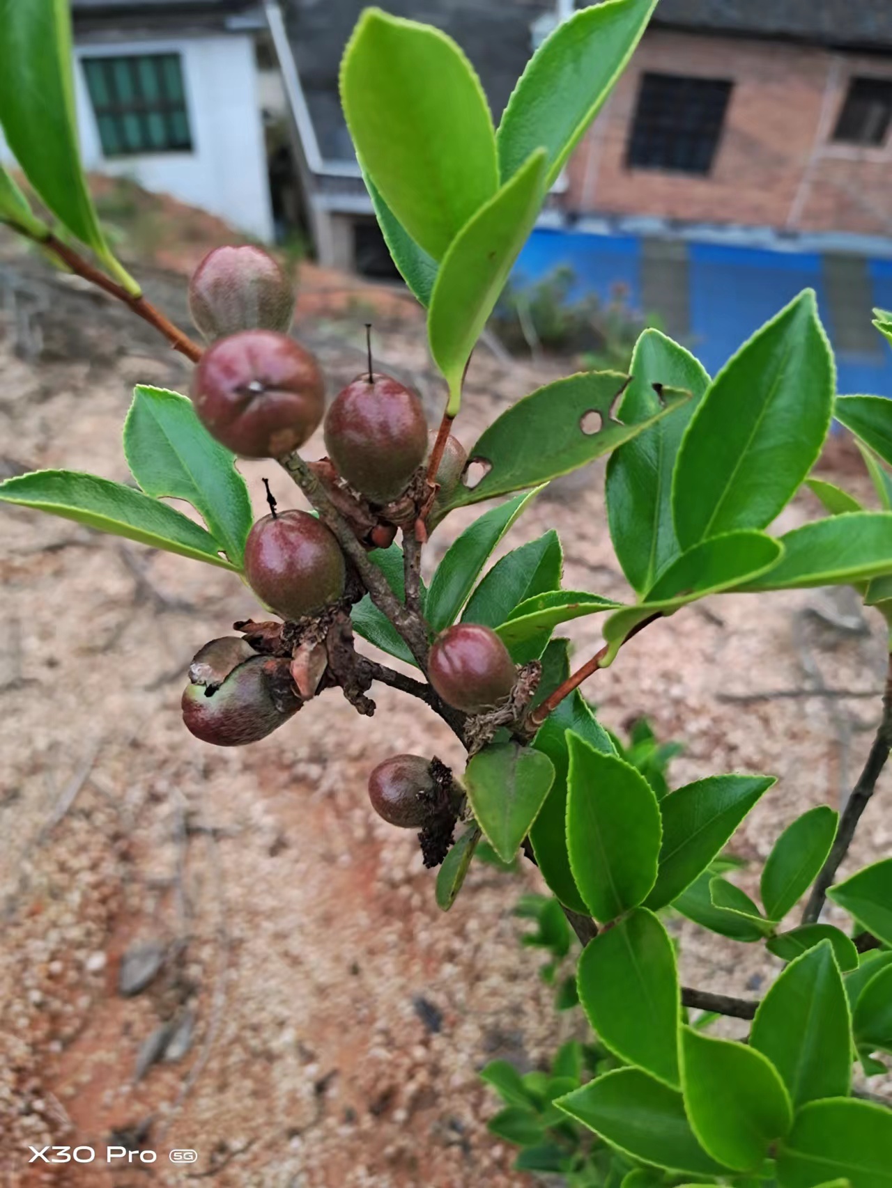 貴州嫁接油茶苗種植基地_產(chǎn)地供應(yīng)電話【攸縣勇宇油茶種植合作社】