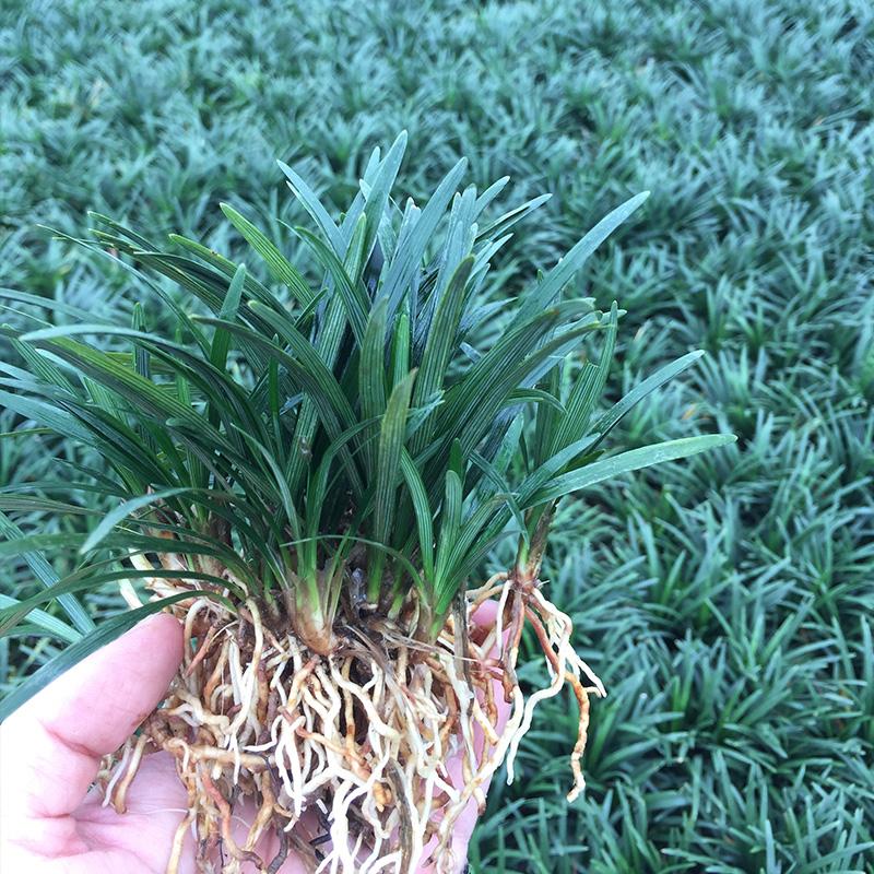 貴州貴陽(yáng)玉龍草種植基地銷(xiāo)售批發(fā)價(jià)格