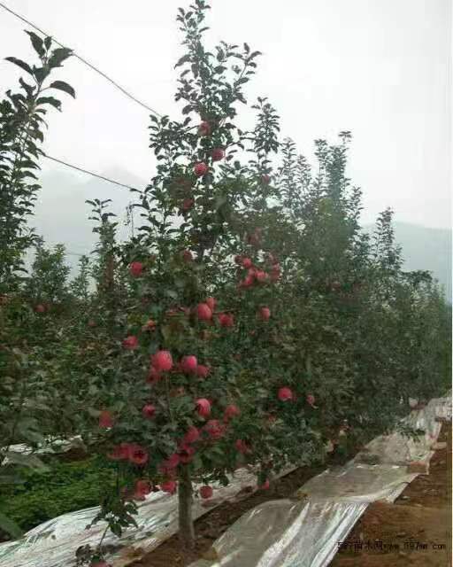 吉林蘋果樹種植基地批發(fā)銷售供應商報價一棵多少錢