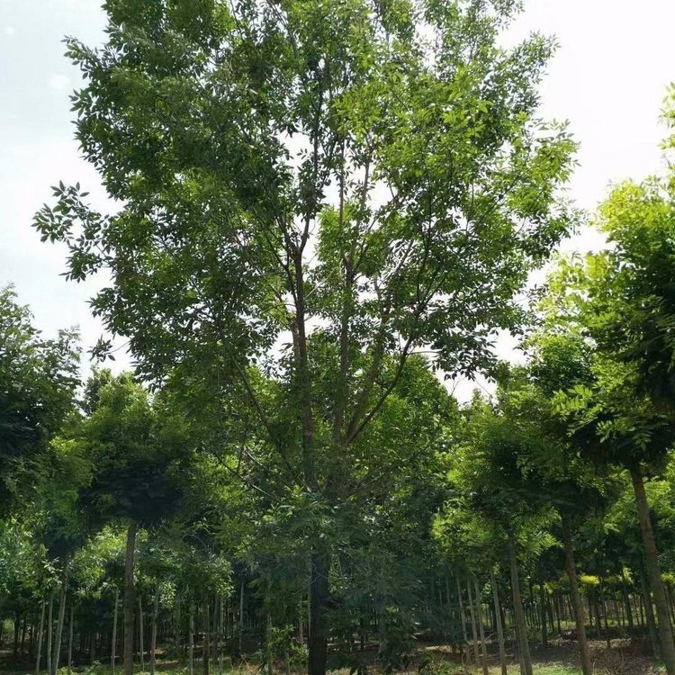 苗圃大量出售馬褂木8-15公分園林綠化 鵝掌楸 喬木