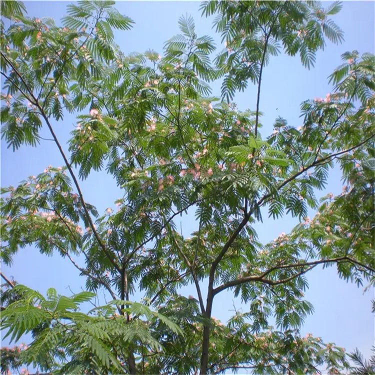 合歡10-12-15公分 種植基地供應(yīng) 規(guī)格齊全