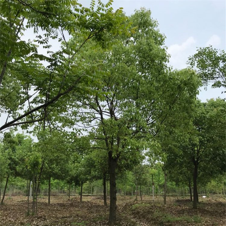 園林植物多桿移栽大香樟樹 荒山造林多頭香樟 綠化工程苗