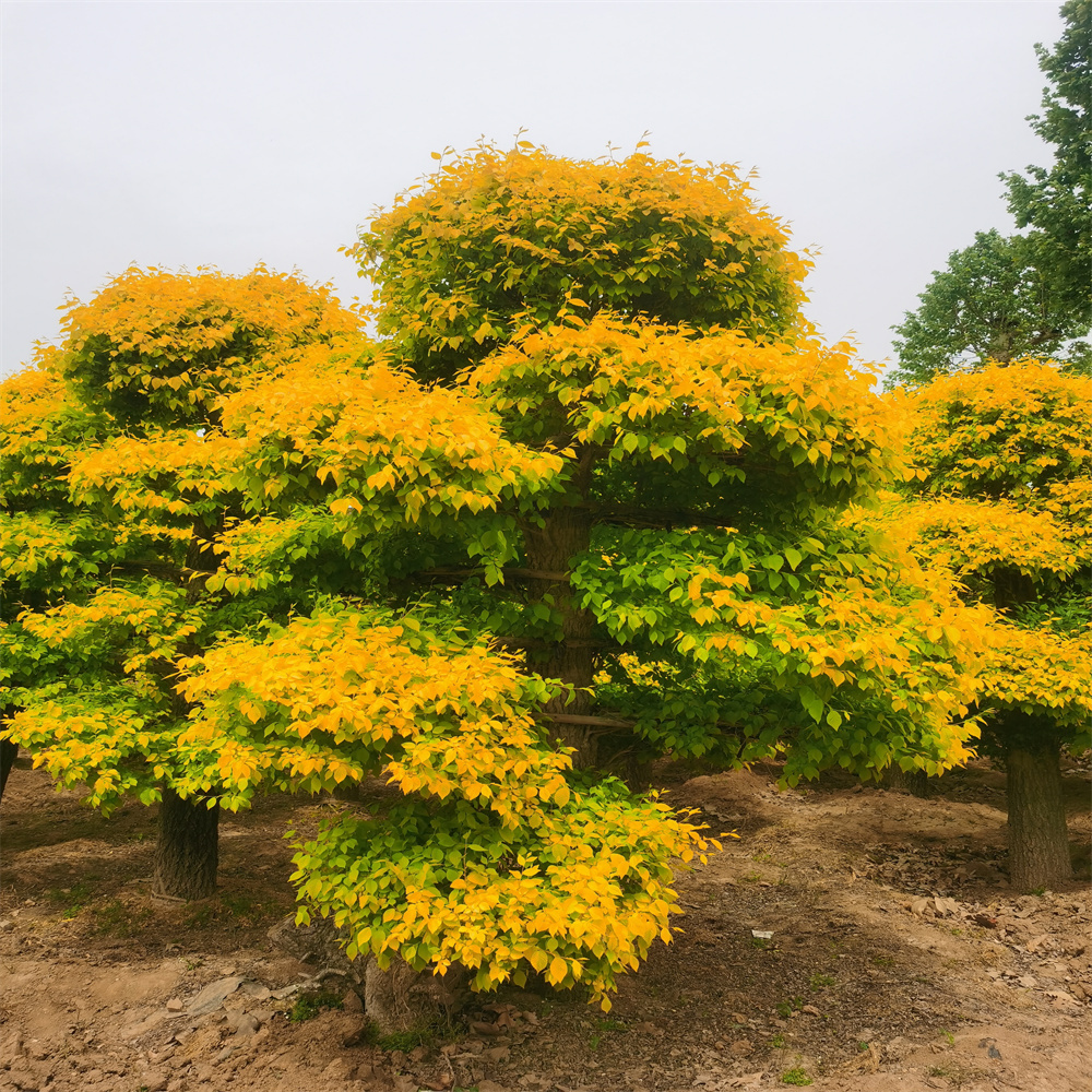 山東造型金葉榆基地  造型金葉榆種植基地-造型金葉榆價(jià)格批發(fā)  造型金葉榆  源新園林歡迎前來(lái)采購(gòu)