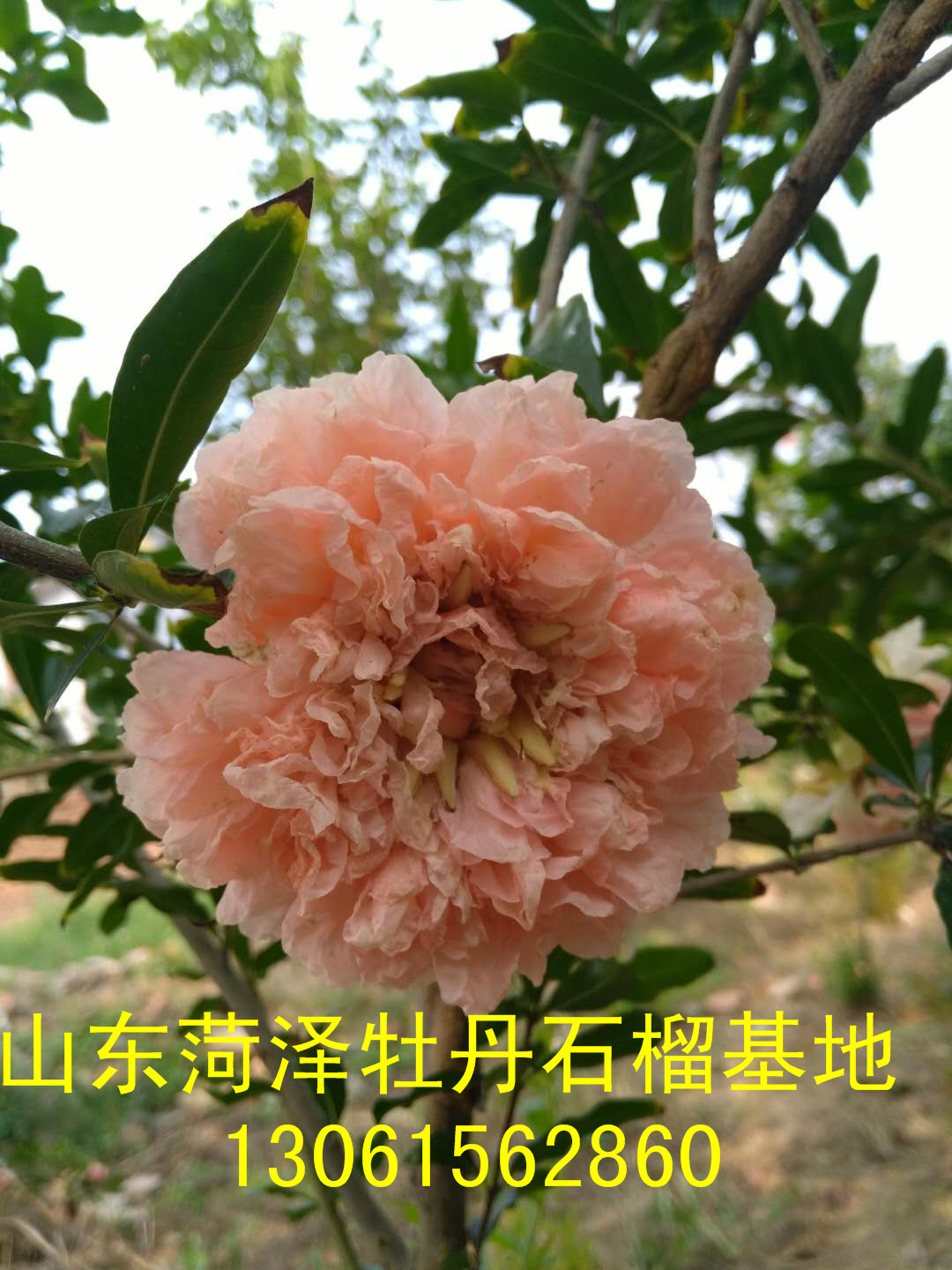 黃花瑪瑙石榴