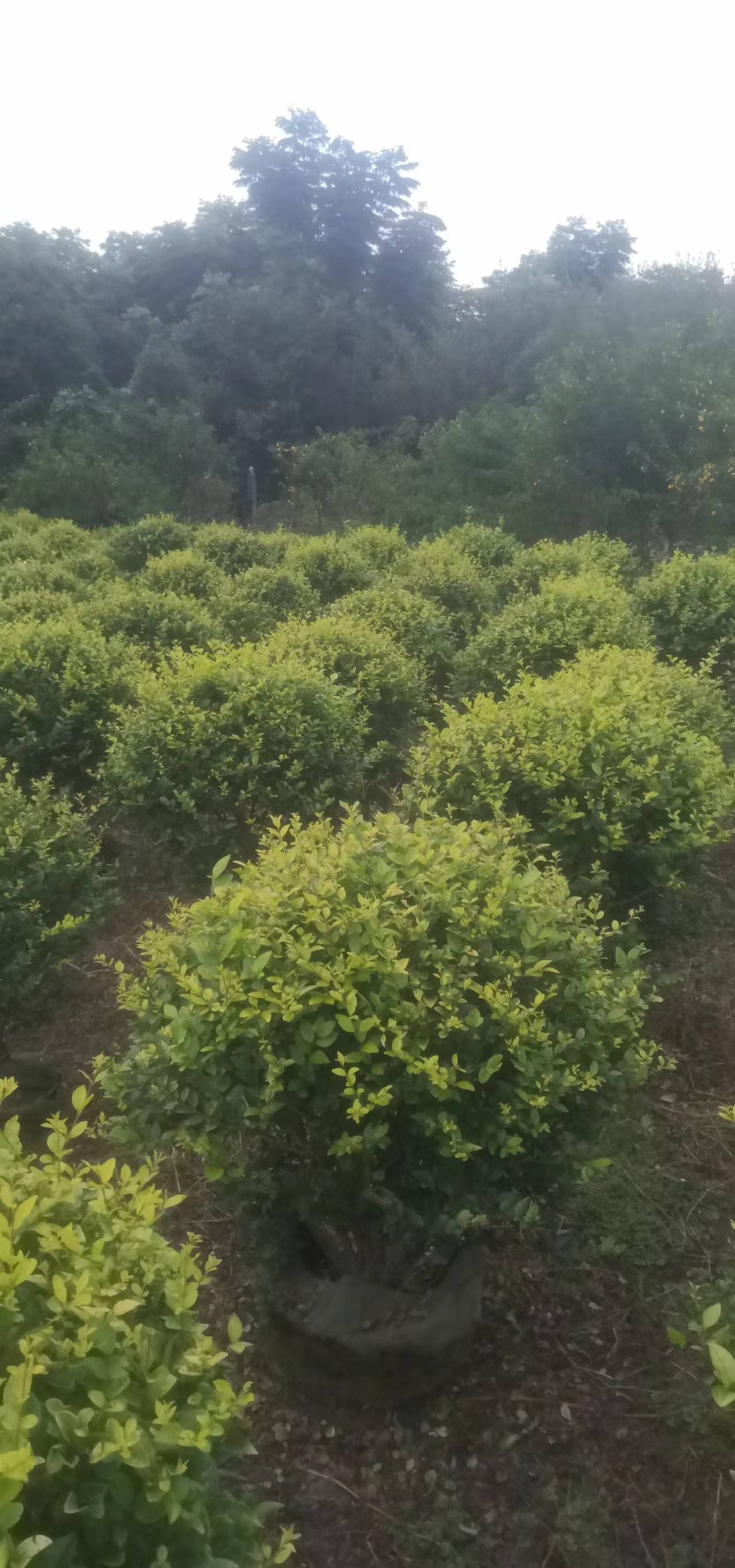 金葉女貞球  成都金葉女貞球批發(fā) 四川成都金葉女貞球供應(yīng)