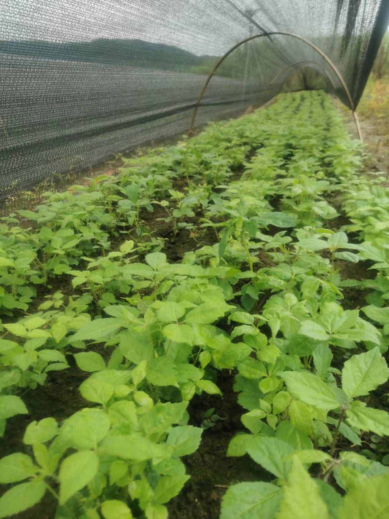 黑龍江哈爾濱長(zhǎng)梗刺五加苗種植基地銷售批發(fā)價(jià)格