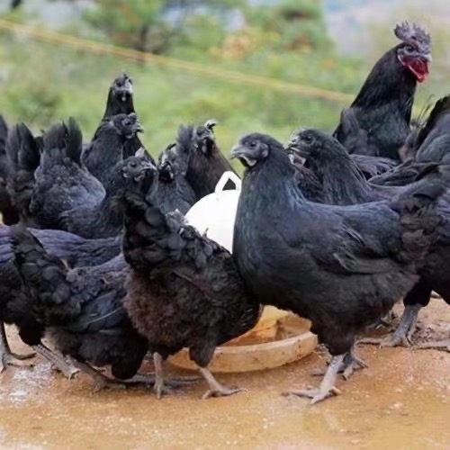 黑羽綠殼蛋雞苗孵化場、供應(yīng)高產(chǎn)黑羽綠殼蛋雞苗、黑羽綠殼蛋雞苗一手貨源質(zhì)量可靠免費提供養(yǎng)殖技術(shù)