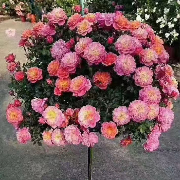 樹狀月季苗價(jià)格-月季苗供應(yīng)商 -北京樹狀月季-南陽(yáng)市紅海月季有限公司