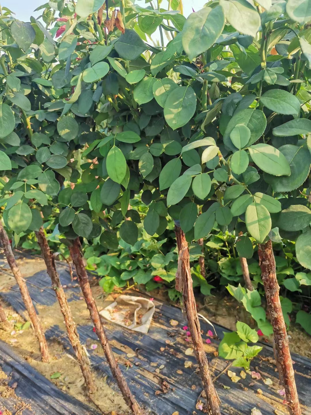 山西樹狀月季種植基地、批發(fā)、價(jià)格、培育、銷售