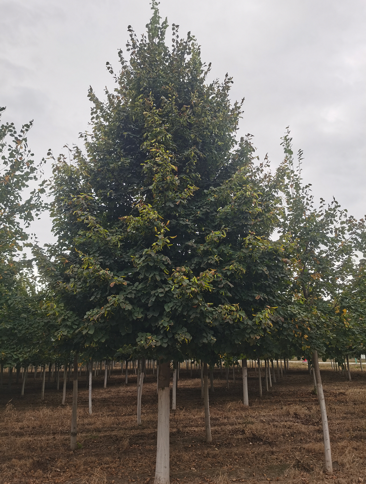 源新苗木供應 歐洲小葉椴 金桐力 適用于 行道樹 庭院