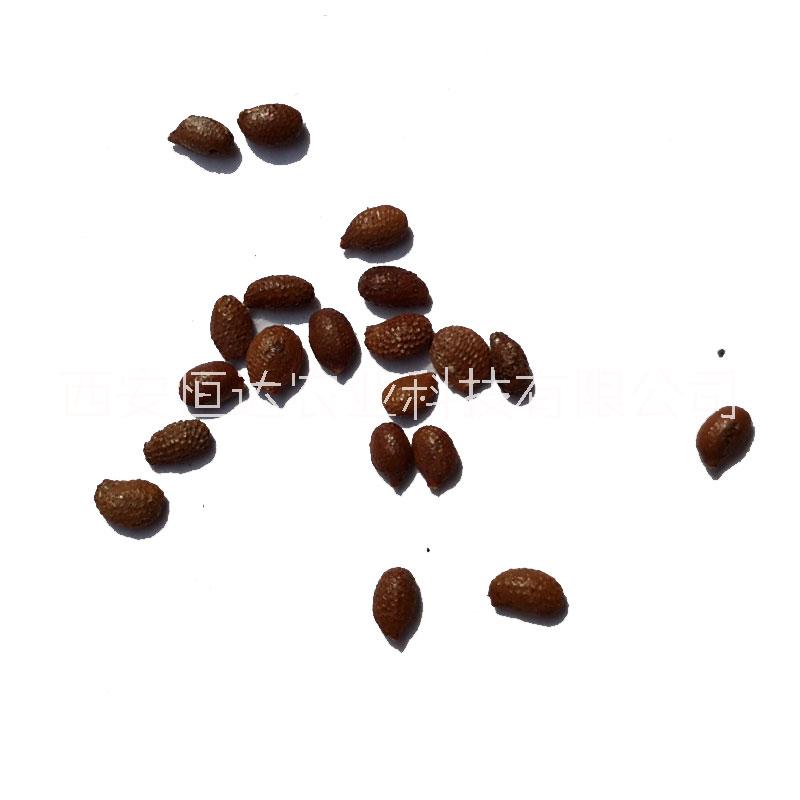 獼猴桃種子 獼猴桃籽 奇異果籽 奇異果種子 食品級(jí)獼猴桃籽