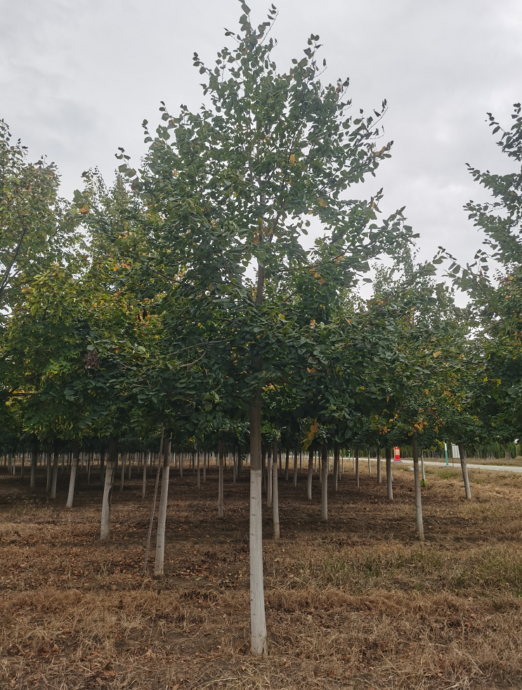 源新苗木供應 歐洲小葉椴 金桐力 適用于 行道樹 庭院