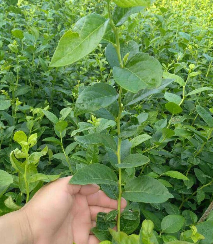 基地供應(yīng) 藍(lán)莓苗 品種齊全 品質(zhì)優(yōu) 成活率高 帶土球包裝