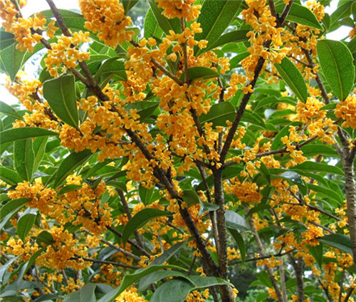 安徽桂花樹種植基地常年大量供應批發(fā)銷售聯(lián)系電話