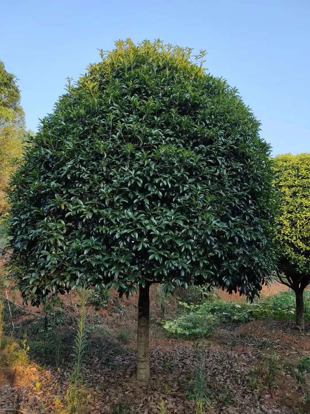 安徽桂花樹種植基地常年大量供應批發(fā)銷售聯(lián)系電話