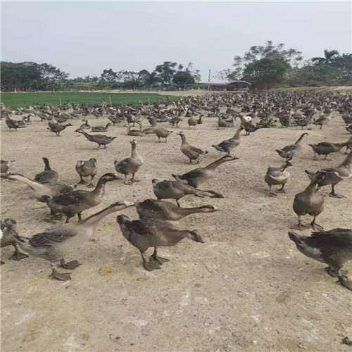 獅頭鵝種苗出售-哪里有賣獅頭鵝-獅頭鵝要怎么樣養(yǎng)殖成活率較高